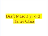 3 Yr Old Mare Halter Class